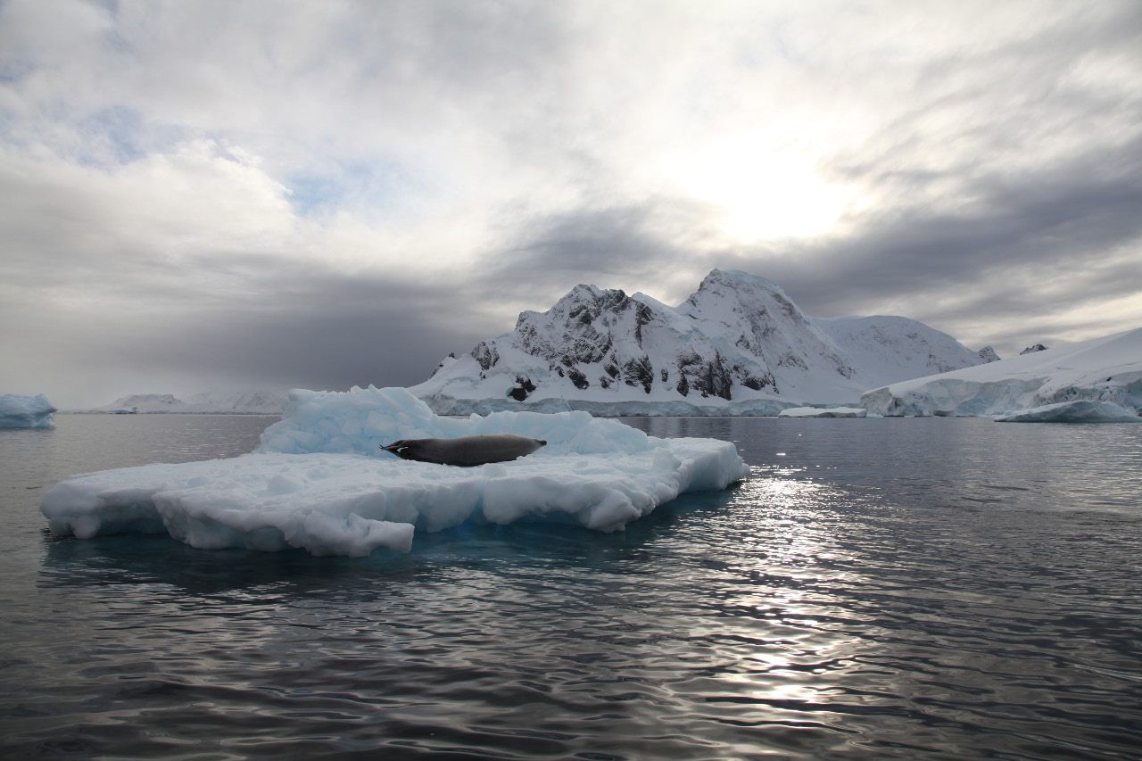 Crabeater seal on his or her pack ice