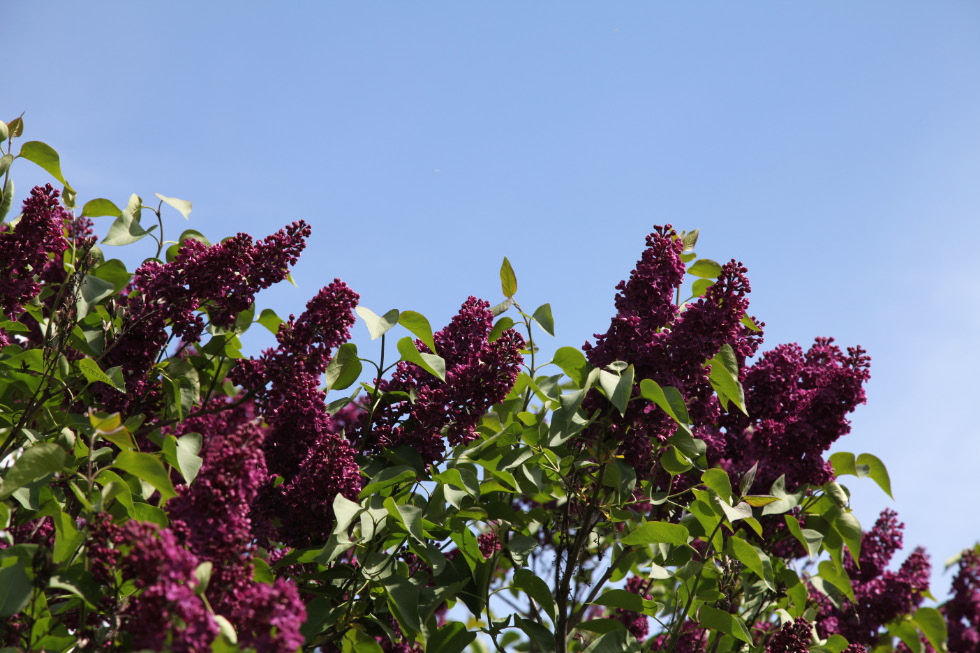 Flowers on 20 May 2016 of Mirozhsky Monastery